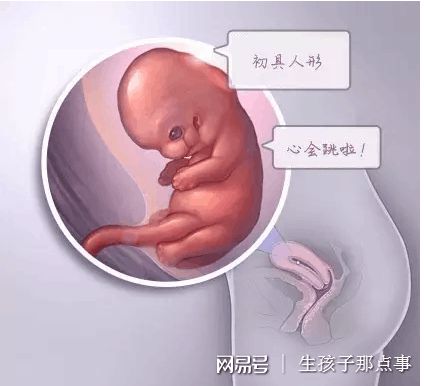 供精试管供卵中介